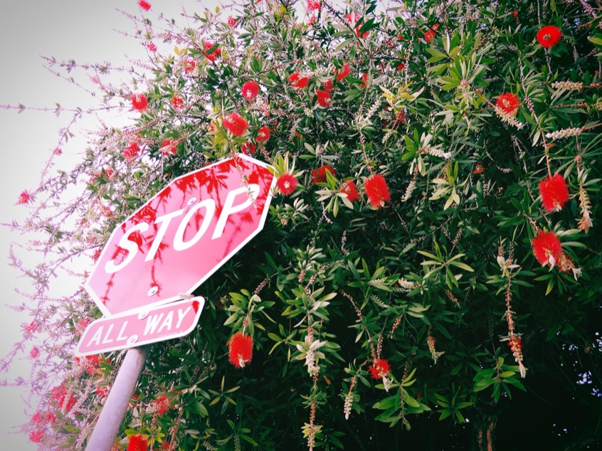 A stop sign almost lost against a bottlebrush tree in full red bloom