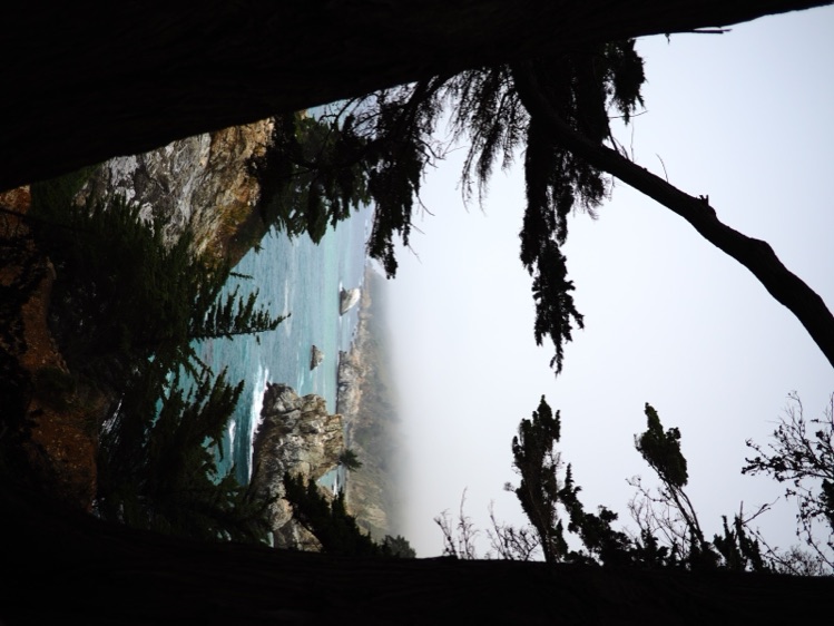 Cypress trees framing the Big Sur coast