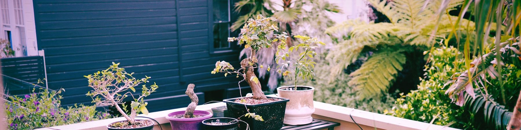 Bonsai trees on a bench along a deck railing, with a garden beyond